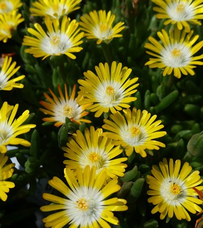 Ice Plant Jewel of Desert Peridot
